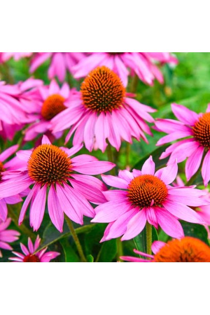 Розовая пурпурная эхинацея в природном стиле сада